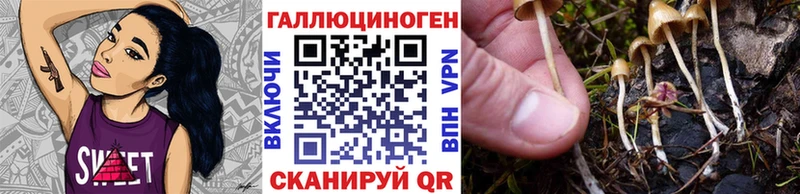 Купить закладки  Болотное  Псилоцибиновые грибы GOLDEN TEACHER 